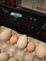 ПРОДАВАМ ОПЛОДЕНИ КОКОШИ ЯЙЦА , ЗА РАЗПЛОД, снимка 10
