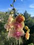Орхидея фаленопсис, снимка 1