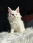 Мейн кун котенца / Мейн куун котенца / Maine coon kittens, снимка 4