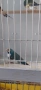 Гудови,чевеногърли,среброклюни амадини, снимка 4