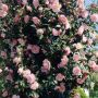 Камелия Бономиана, Camellia japonica 'Bonomiana', снимка 2