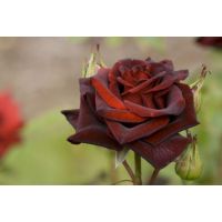 Rosal Perla Negra Роза перла нигра, снимка 2 - Градински цветя и растения - 45841991