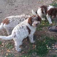 Кученца Лагото романьоло от работещи родители, снимка 14 - Други - 45843653