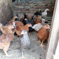 Пилета за яйца и месо, снимка 2 - Кокошки и пуйки - 44908695