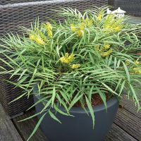 Махония (Mahonia soft caress), снимка 4 - Градински цветя и растения - 45210311