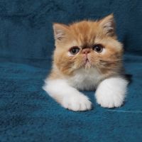  екзотични късокосмести котета ❤️, снимка 1 - Персийска - 44859852