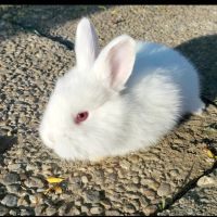 Зайци зайчета заек, снимка 1 - Други животни - 45700896