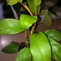 Philodendron Malay Gold , снимка 2 - Стайни растения - 45269676