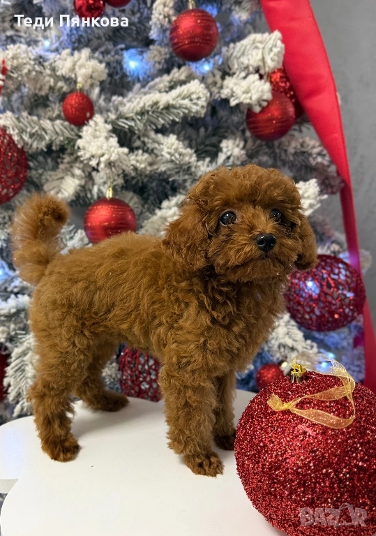 Той пудел момче, снимка 1