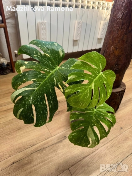 Monstera Thai constellation , снимка 1