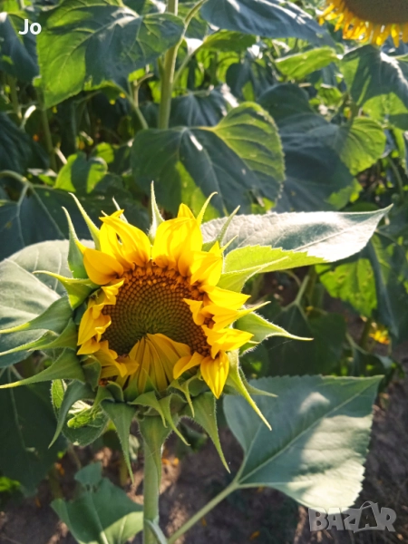 Купуваме земеделски земи в община Пазарджик, снимка 1