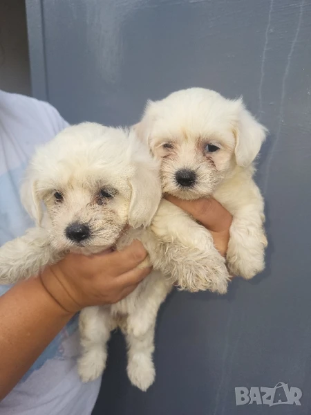 продавам мини малтезери, снимка 1