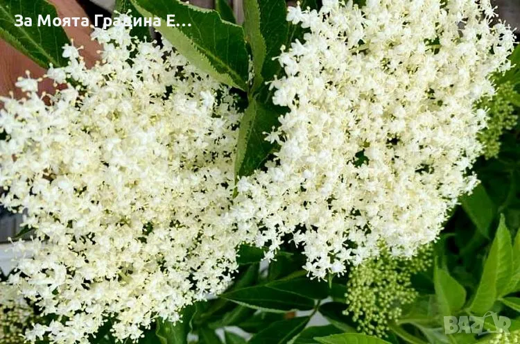 Бял бъз , снимка 1