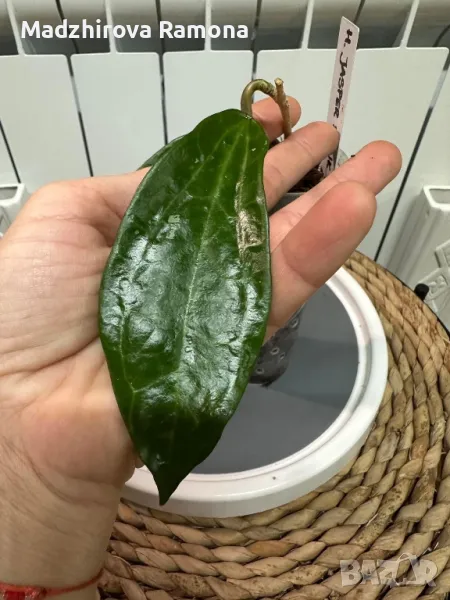 Hoya Sp.Jasper blink , снимка 1