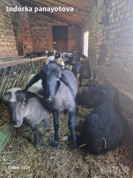 Продавам агнета, снимка 1