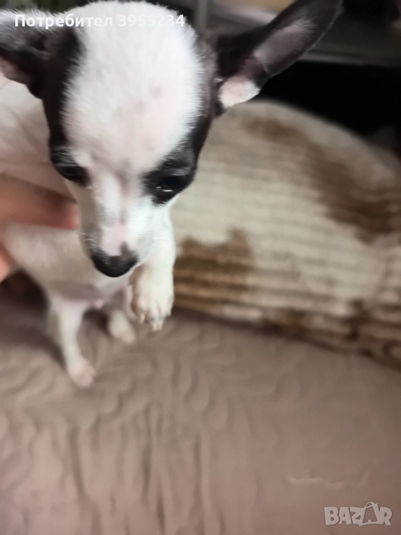 Продавам куче, снимка 1