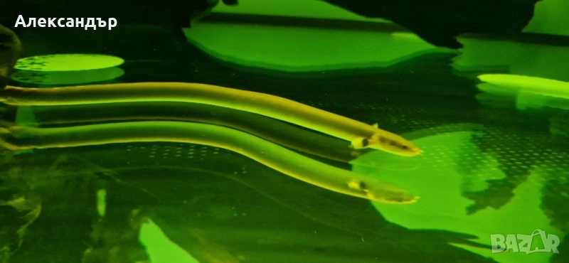 калабарикус 3бр., снимка 1