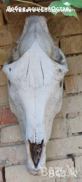 Стари черепи, кости, зъби, челюсти и други кокали от животно за декорация, череп кокал кост , снимка 1