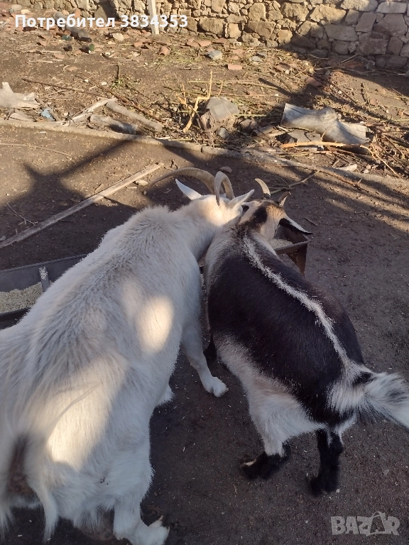 кози за клане може и за домъзлък, снимка 1