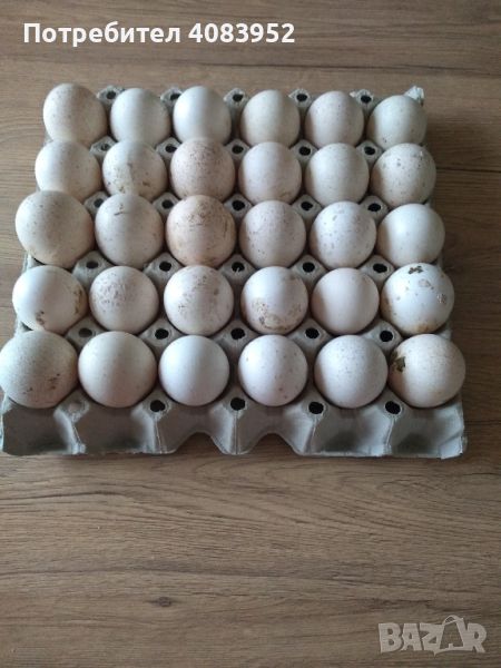 Пуешки яйца , снимка 1