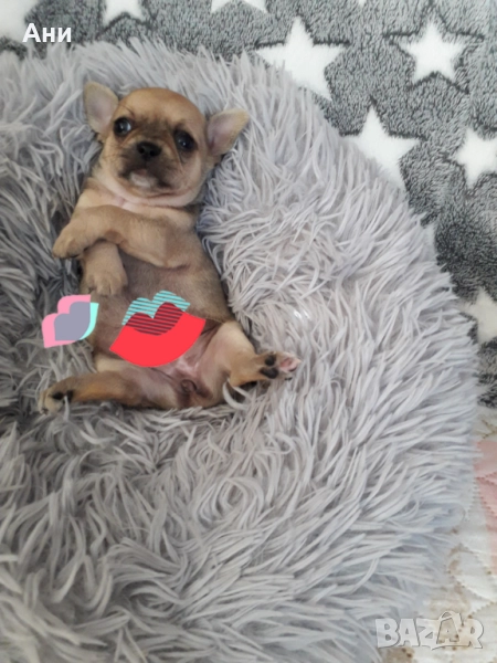 Кученца Гледани със Истинска Обич., снимка 1