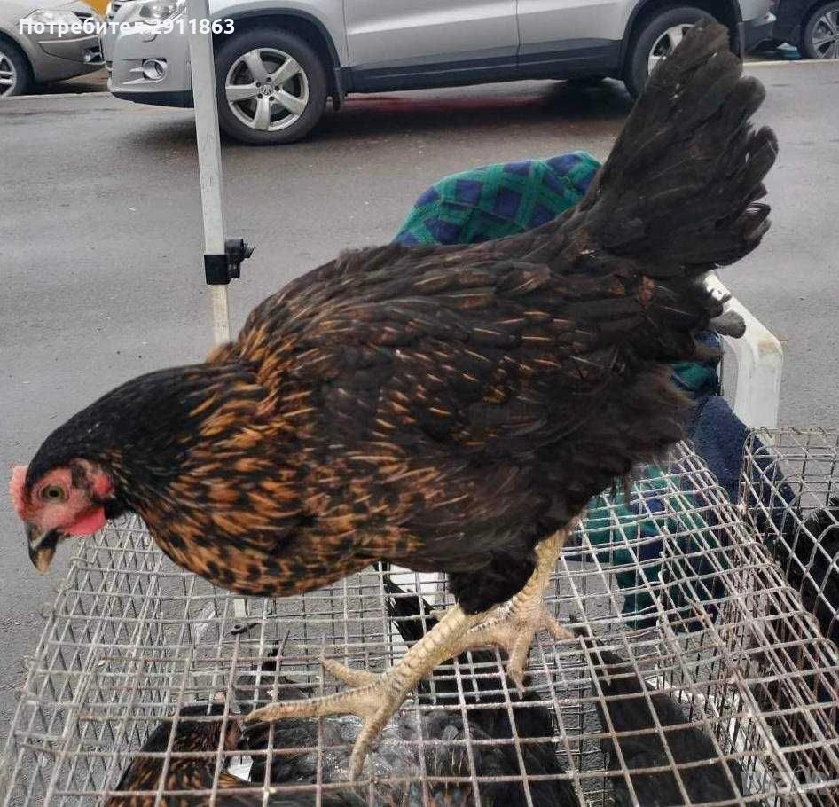 Ярки Супер Харко на четири месеца , снимка 1