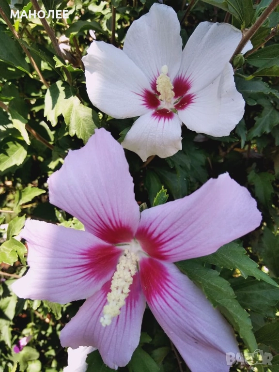 Дървовидна ружа, снимка 1