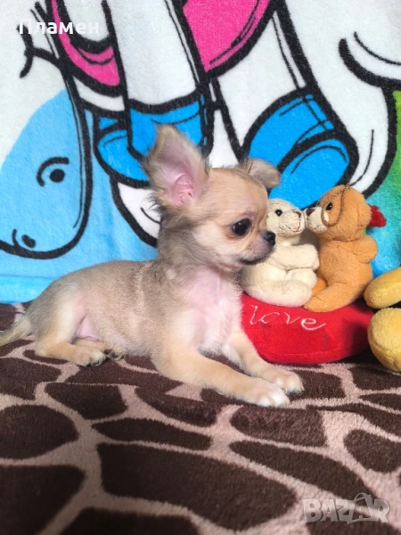 Чихуахуа , снимка 1