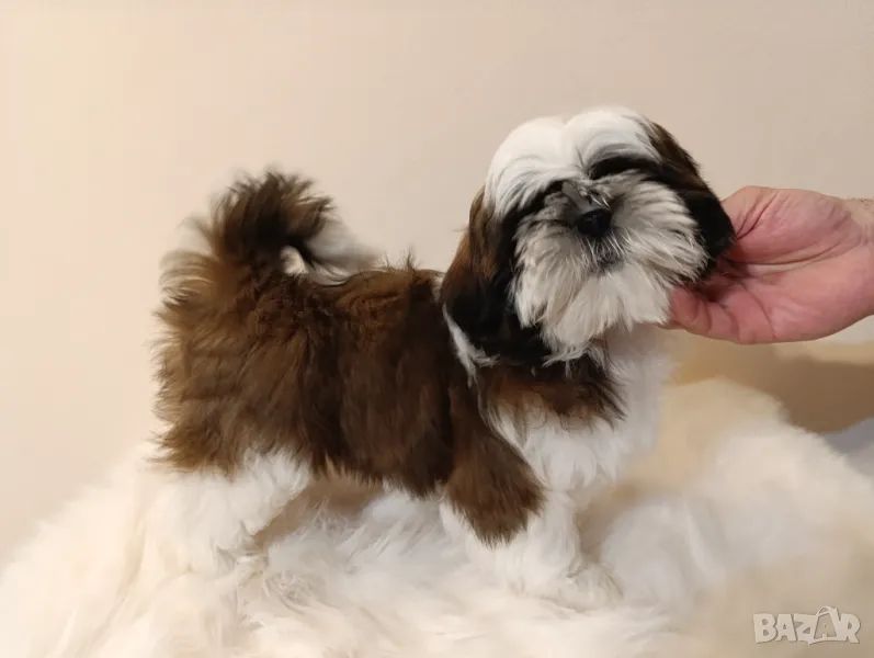 Ши Тцу/Shih tzu FCI pedigree , снимка 1