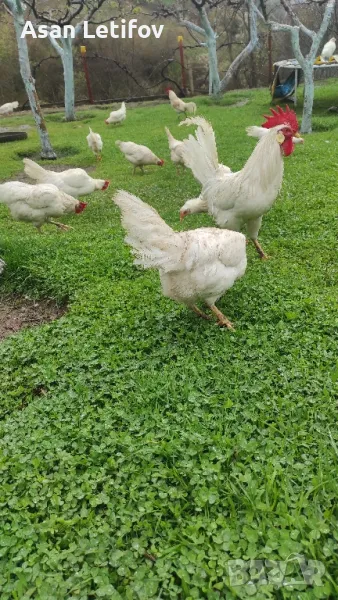 Оплодени яйца от Легхорн , снимка 1