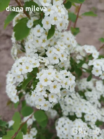 Спирея Майски сняг, Spiraea Vanhouttei, студоустойчива, снимка 8 - Градински цветя и растения - 47766421