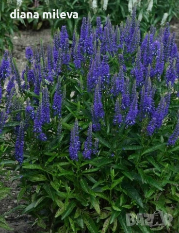Вероника, Veronica spicata anniversary blue, снимка 3 - Градински цветя и растения - 54092358