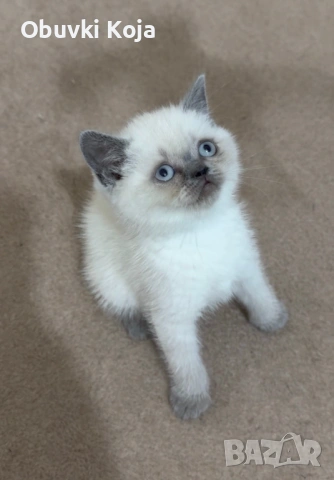 Не са красиви ами просто са уникалени , снимка 4 - Британска късокосместа - 53170781