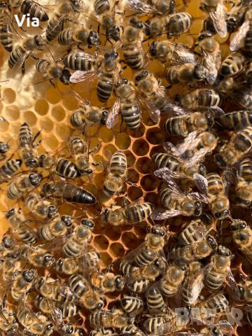 Пчелни майки, снимка 1 - Стоки за пчели - 46349240