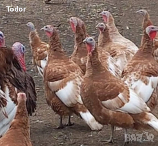 оплодени яйца от Пуйки