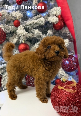 Той пудел момче