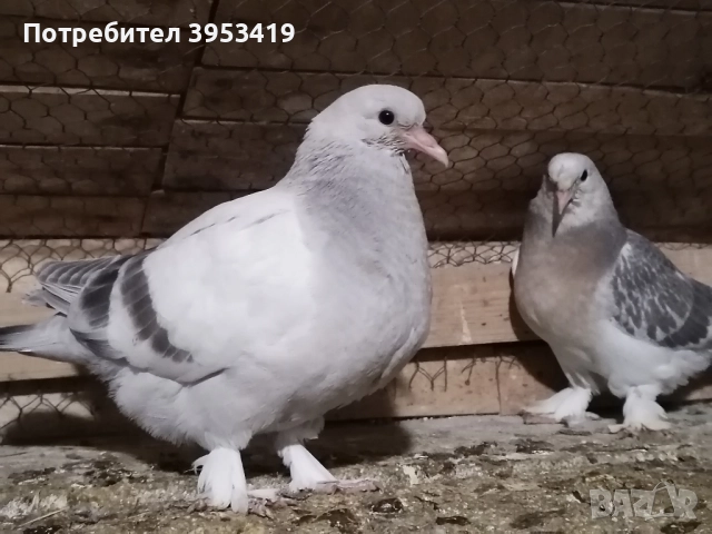 мардини , снимка 6 - Гълъби - 52529488