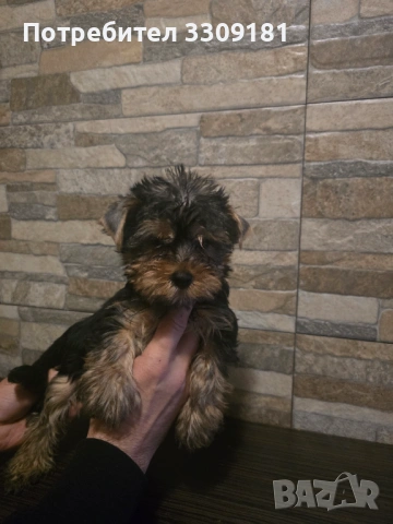 Йоркширски териер , снимка 5 - Йоркширски териер - 53938415