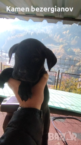 Кане Корсо , снимка 11 - Кане корсо - 52342406