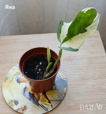 Мини растения - епипремнуми, дяволски бръшлян,монстера, снимка 3 - Стайни растения - 53712548