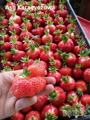 разсад ягоди и малини, снимка 8 - Разсади - 53755752