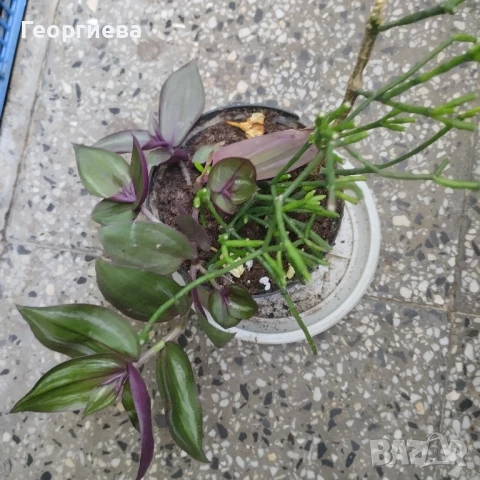 разменям, снимка 7 - Стайни растения - 51295902
