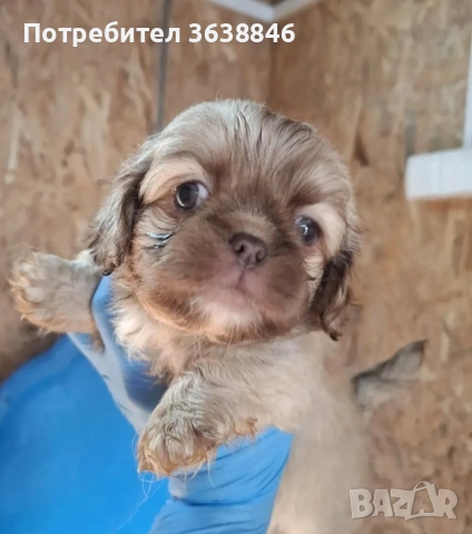 Пекинез, снимка 3 - Пекинез - 53015303