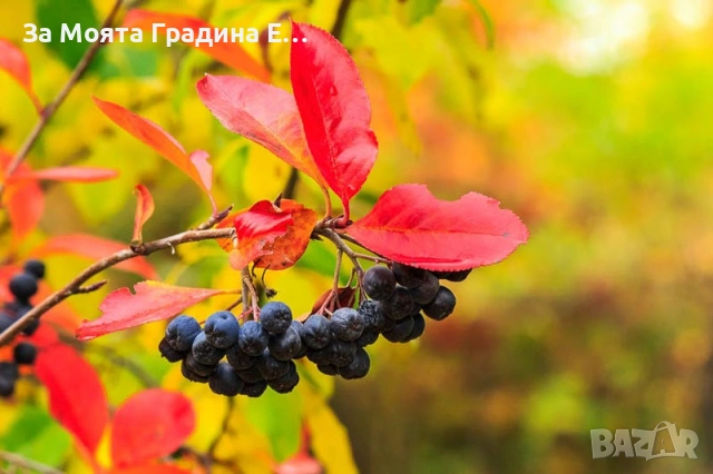 Арония - Растението чудо! , снимка 12 - Градински цветя и растения - 53743992