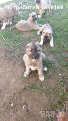 Породисти КАНГАЛИ., снимка 6 - Кангал - 53622874