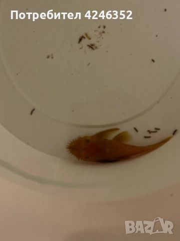 Подарявам една рибка, снимка 2 - Рибки - 52871144