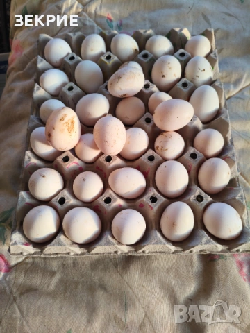 Продавам Домашни Оплодени Яйца от Декоративни Кокошки ШАБО, снимка 6 - Кокошки и пуйки - 53608373