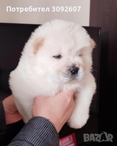 Чау-чау, мъжки и женски , снимка 2 - Чау Чау - 52470962