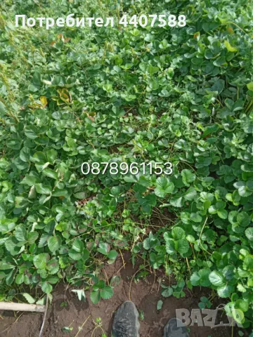 Разсад ягоди целогодишни , снимка 7 - Разсади - 49884414