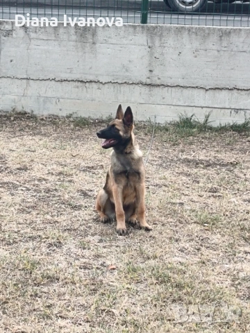 Подарявам Белгийска овчарка на 8 месеца , снимка 5 - Белгийска овчарка - 53276385